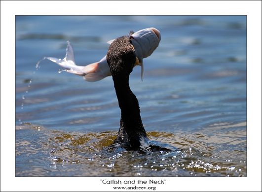 Про сомика и шею. Можно подумать, что этому баклану ни за что не проглотить толстого, только что пойманного сомика. Но ничего подобного. Главное было правильно его развернуть мордой в пасть, а дальше уже дело техники. Как раз тот случай, когда жалко не птичку, а рыбку.