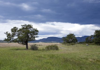 Низменная область по берегам реки Grey.