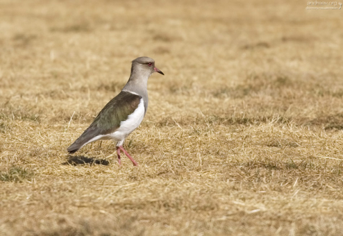 Чибис, он же пигалица.
