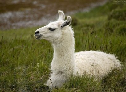Белая лама на выпасе вдоль дороги в Пунта-Аренас.