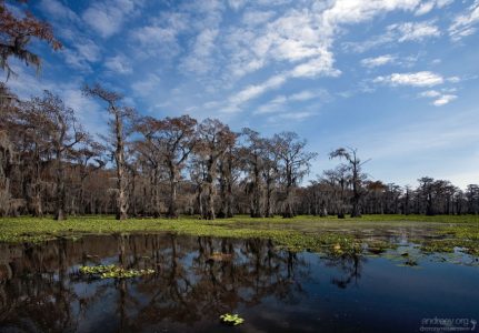 Озеро Каддо на востоке Техаса образовалось естественным путем, а в конце 19-го века было запружено из-за построенной дамбы (рядом нашли нефть).