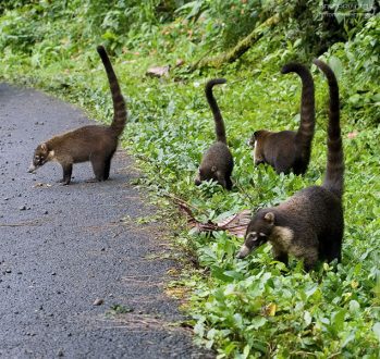 … мы вышли из леса, и кушать хотим!