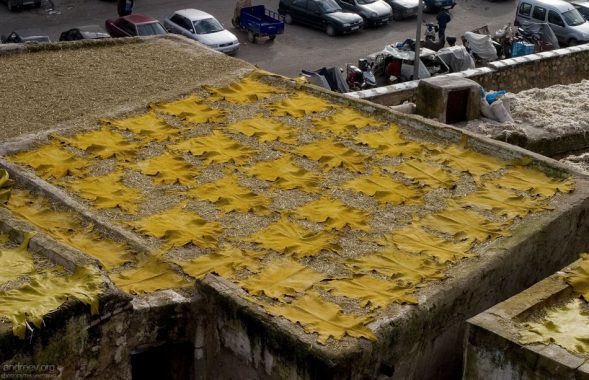 Овечья и козья кожи сохнут меньше, чем за сутки. Коровья высыхает за полтора дня, ну а дольше всех процесс занимает у кожи верблюдов. Кожевенный кооператив в медине.