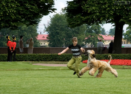 С афганской борзой.