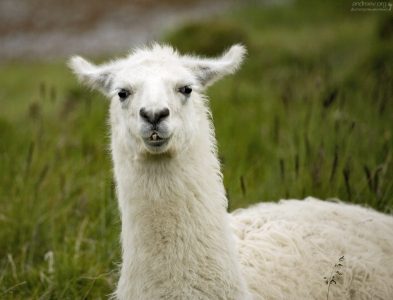 Портрет белой ламы.