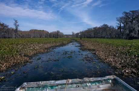 Плоскодонка пытается пробиться через заросшую часть озера.
