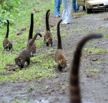 Группа носух по прочесыванию местности.