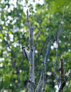 Дятел в заповеднике Petit Manan Wildlife Refuge.