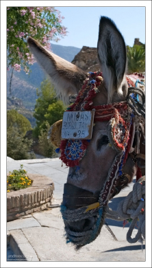 Стоянка ослиного такси (Burro taxi).