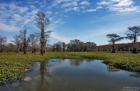 Озеро кипарисов.