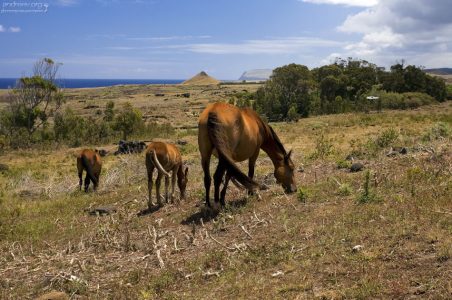 Лошади - практически единственная живность, оставшаяся на острове.