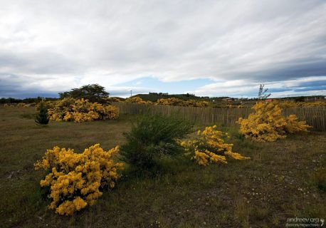 В Патагонию пришла весна.