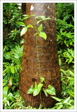 Симбиоз карибской орхидеи Schomburgkia и капустной пальмы. Заповедник Flower Forest.