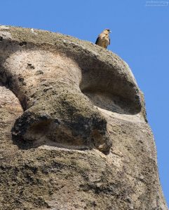 Один из истуканов с “хранителем”.