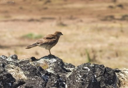 Каракара Химанго (Chimango Caracara) - один из редких видов птиц, встречающихся на острове.