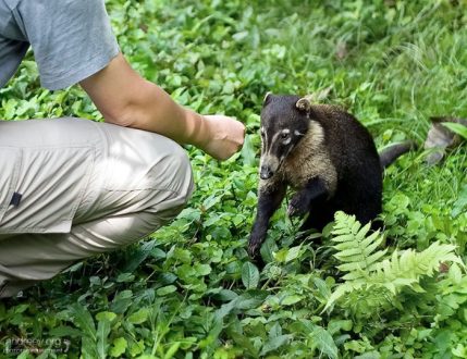 Молодая носуха не прочь вступить в контакт. Из-за куска булки, конечно.
