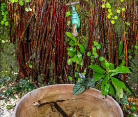Дерево Los Barbados tree, в честь которого назван весь остров. Заповедник Flower Forest.