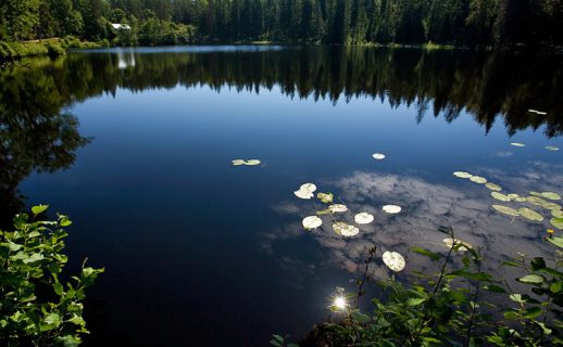 Листья кувшинок и солнечное отражение, замаскировавшееся под кувшинку.