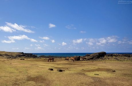 Семейство лошадей на южном берегу.