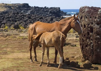 Лошадь с кормящимся жеребенком.
