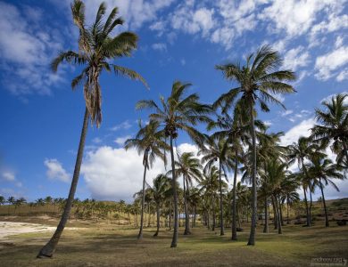Пальмовая рощица около пляжа Anakena beach.