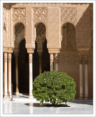 Апельсиновый куст в Львином дворике.