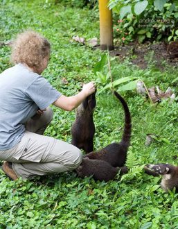 Вместо одной носухи у Катиных ног крутятся уже целых три!