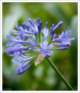 Агапантус африканский (Agapanthus africanus). Quinta da Regaleira.
