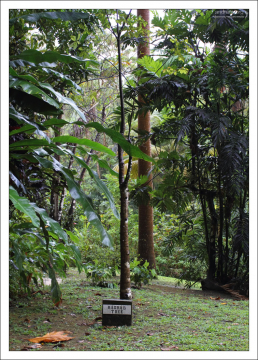 Баобаб, только маленький :) Заповедник Flower Forest.