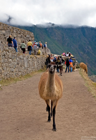 Любопытная лама на одной из террас.