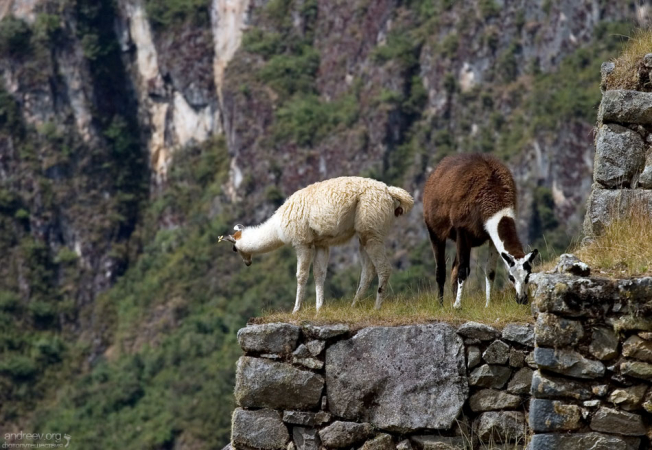 Если легонько хлопнуть лам по спине, то поднимается облачко пыли.