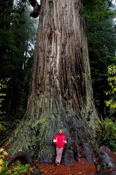 Big Tree Wayside. Redwood высотой 93 метра, и 6,5 метров в диаметре. Newton B. Drury Scenic Parkway.