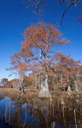 Лысые (болотные) кипарисы (Bald Cypress) готовятся сбрасывать листья.