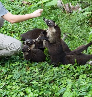 … а потом их стало шесть…