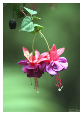 Нежные цветы фуксии. Кинта да Регалейра.