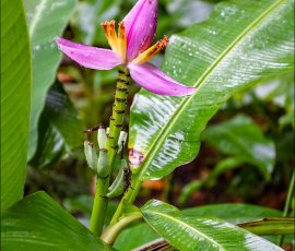 Съедобные банановые цветы Ornamental Musa. Заповедник Flower Forest.