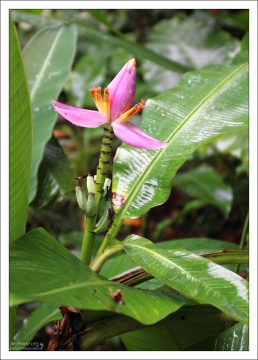 Съедобные банановые цветы Ornamental Musa. Заповедник Flower Forest.