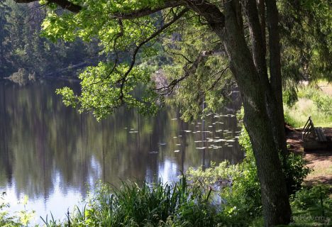 Умиротворенные деревья на берегу Игуменского озера.