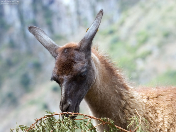 Лама, напоминающая дракона из какой-нибудь фэнтэзи-новеллы.