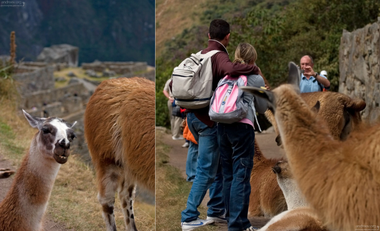 Ламы лезут фотографироваться.