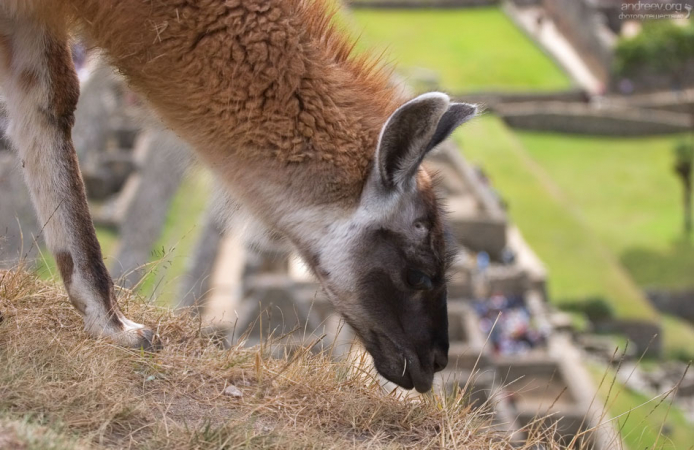Обед с видом.