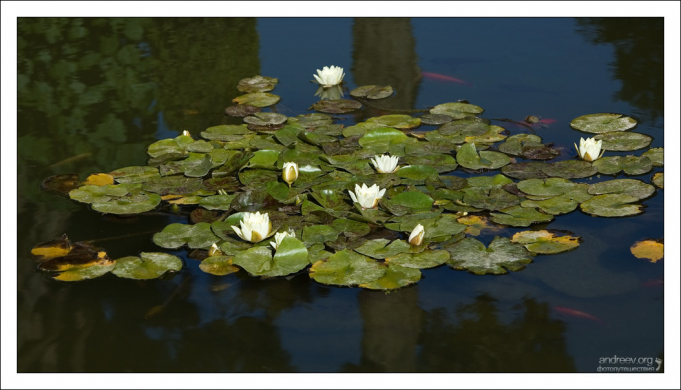 Красивый пруд в садах Generalife.