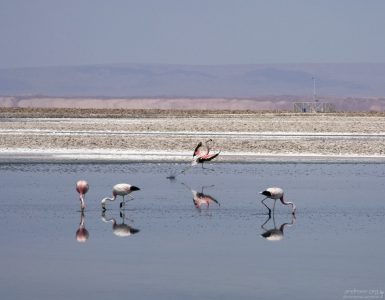 Андские фламинго (Phoenicopterus andinus) в лагуне Chaxa.