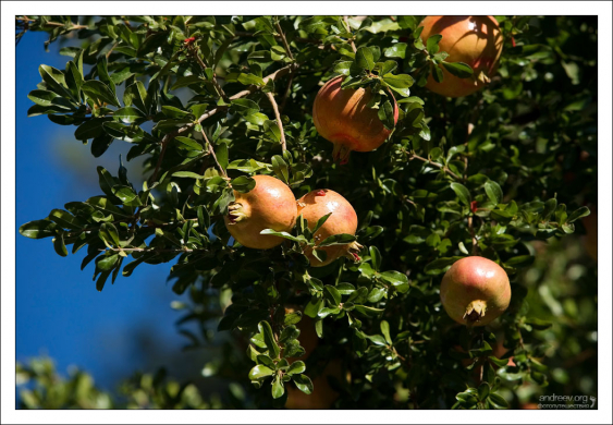 Гранатовое дерево - символ города.