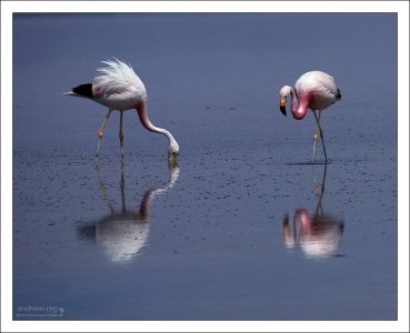 Андские фламинго, прочесывающие водоем.