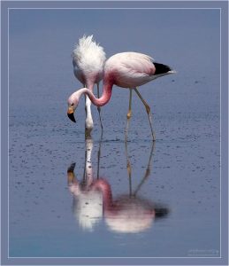 "Перекрестились". Андские фламинго (Phoenicopterus andinus) копаются в соляной лужице, образовавшейся в лагуне Chaxa.