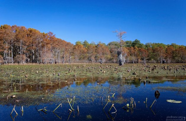 Каддо - единственное озеро в Техасе, возникшее естественным путем.