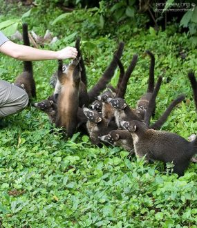 … а потом двенадцать…