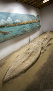 Настоящий, окаменелый скелет древнего кита, возрастом около 5 миллионов лет. Музей в Sacaco.