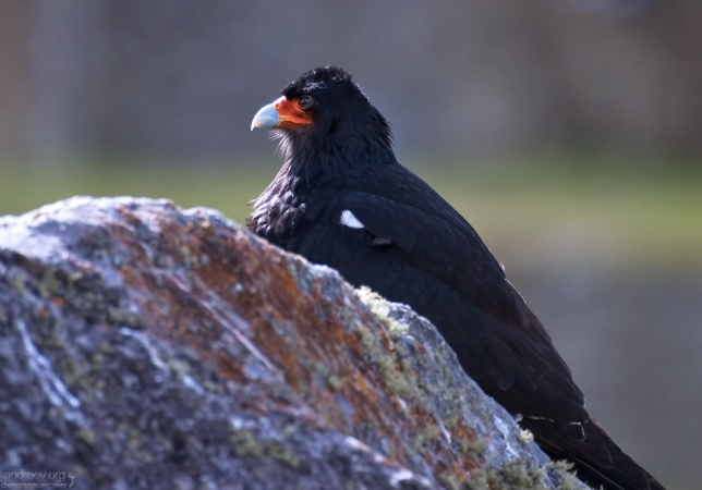 Горная каракара (Phalcoboenus megalopterus) на страже.